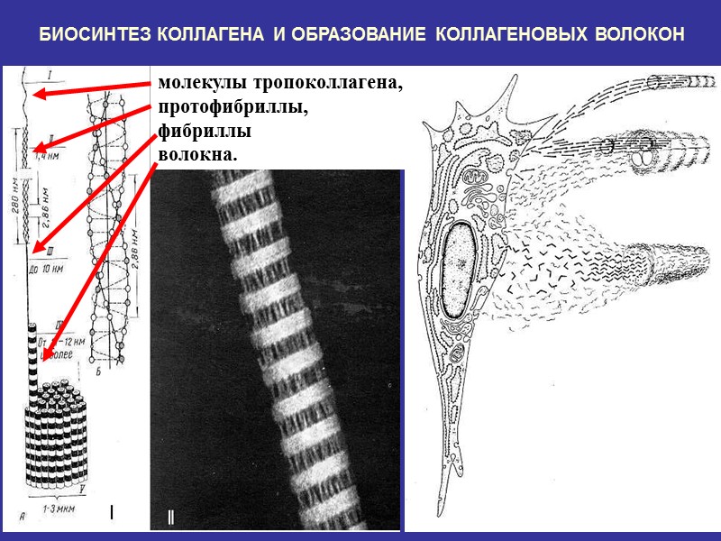 БИОСИНТЕЗ КОЛЛАГЕНА И ОБРАЗОВАНИЕ КОЛЛАГЕНОВЫХ ВОЛОКОН молекулы тропоколлагена, протофибриллы, фибриллы  волокна.